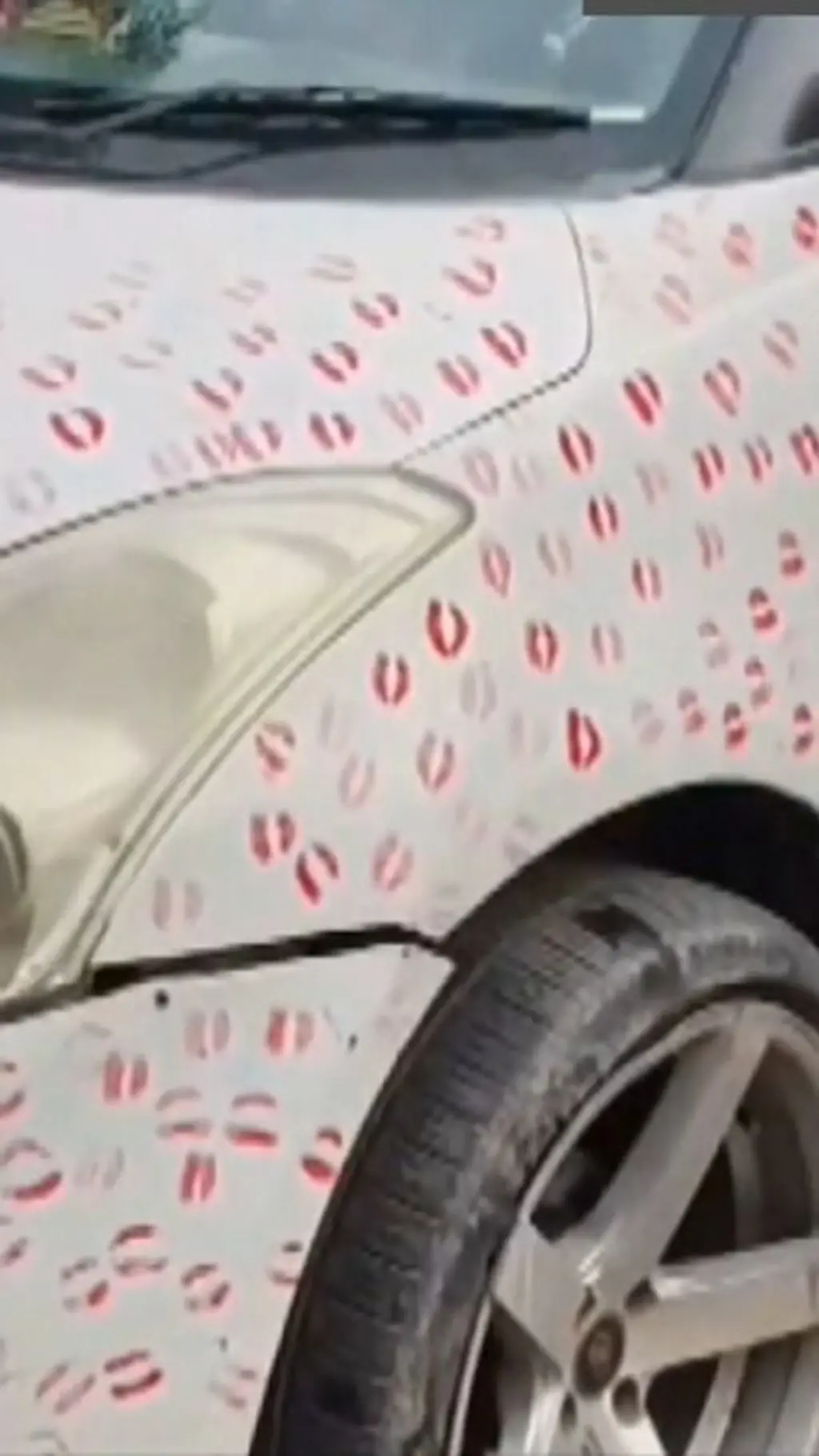 CarKiss