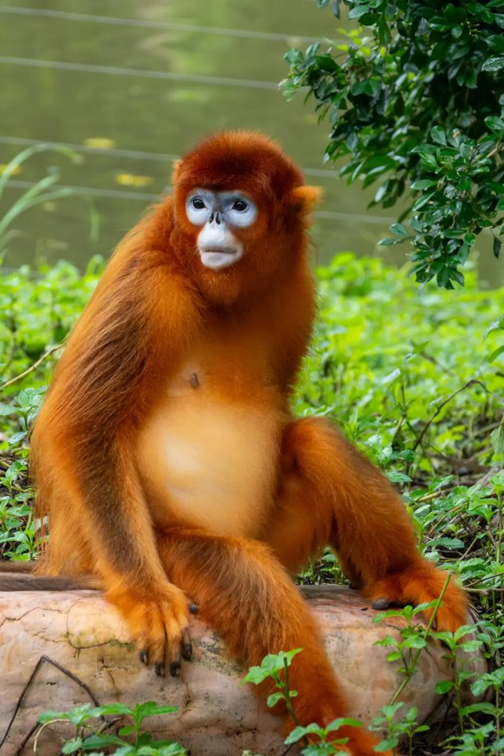 દુર્લભ તથા લુપ્તપ્રાય ગોલ્ડન મંકી, બીબીસી ગુજરાતી, બેલ્જિયમ પ્રાણી સંગ્રહાલય, ફ્રાન્સ ઝુ, વાઇલ્ડ લાઇફ