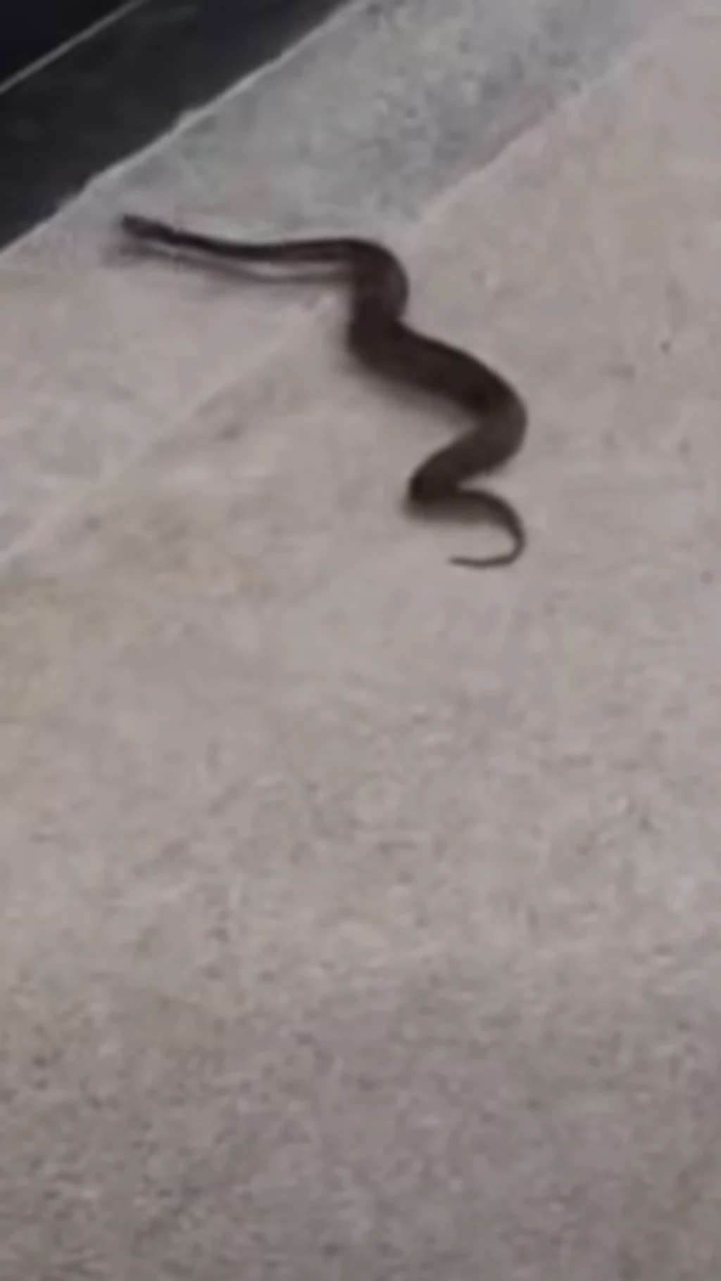 સાપ