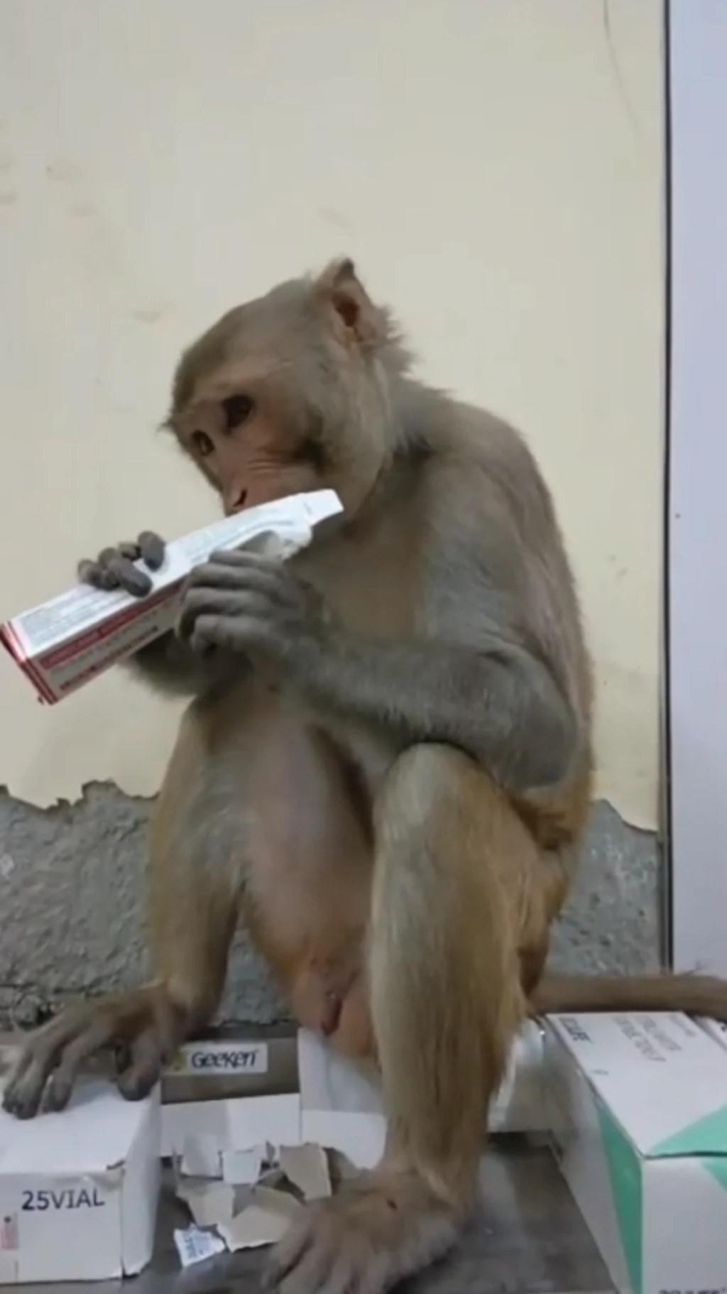 વાંદરો, હોસ્પિટલ, પંજાબ