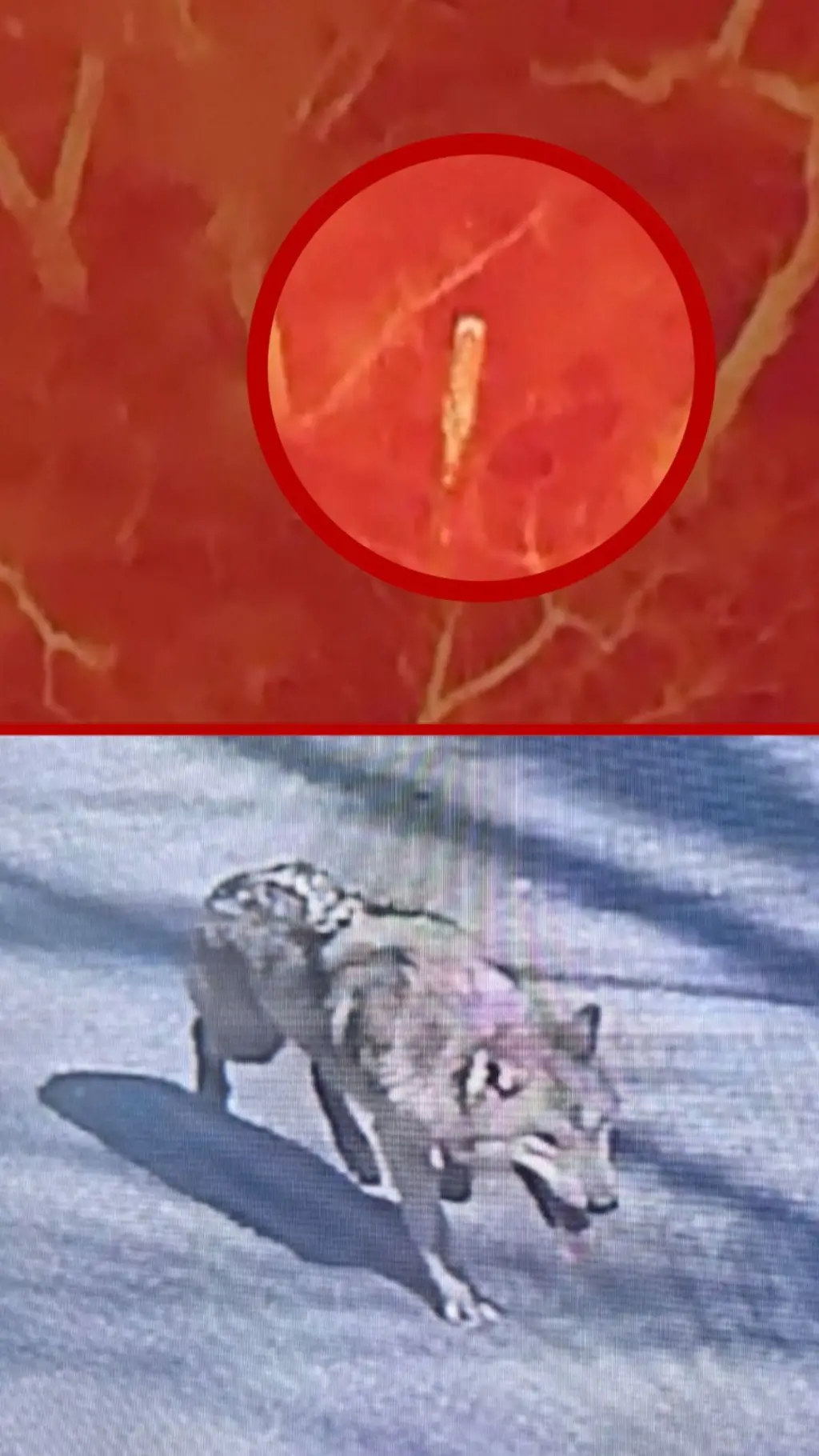 සත්වෝද්‍යානයෙන් පැනගිය වෘකයෙකු සොයා දැවැන්ත මෙහෙයුමක්