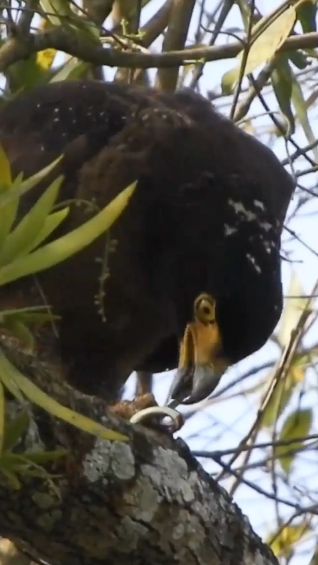 සර්ප රාජාලියෙකු සර්පයෙකු ගිල දමන හැටි