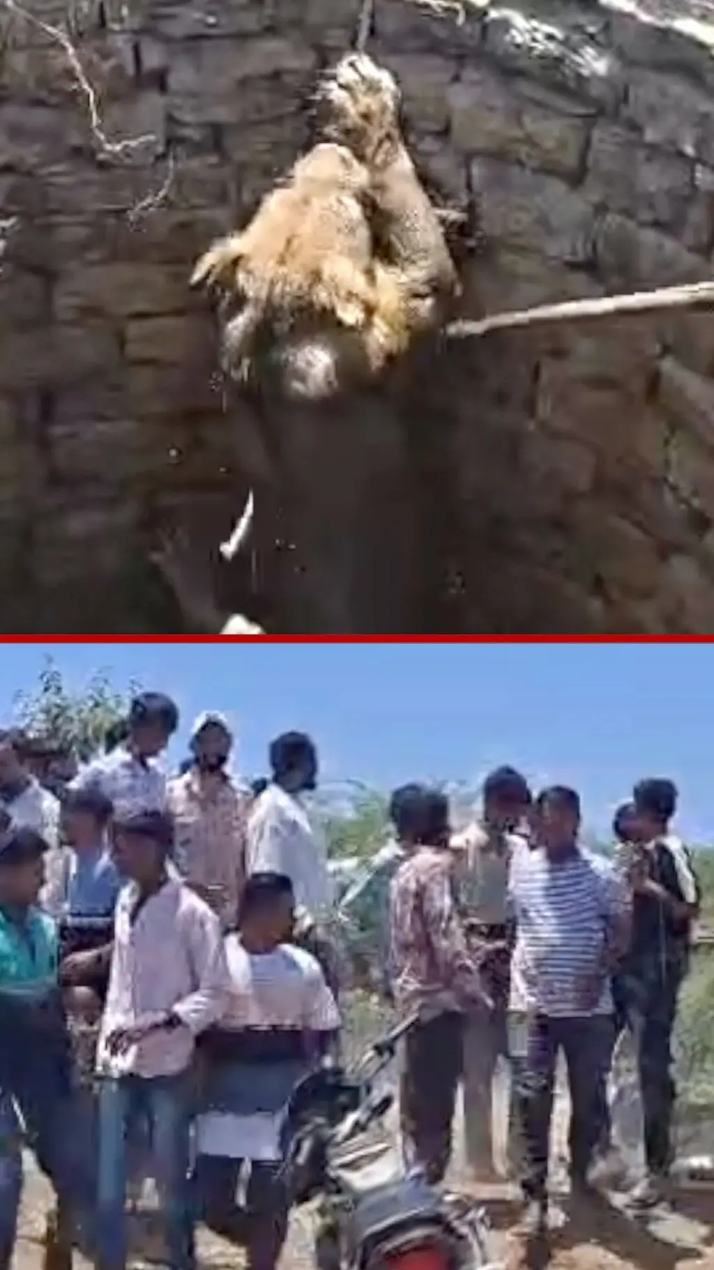 මීටර් 9ක් ගැඹුරු ළිඳකට වැටී සිටි සිංහයෙකු බේරාගත් අයුරු