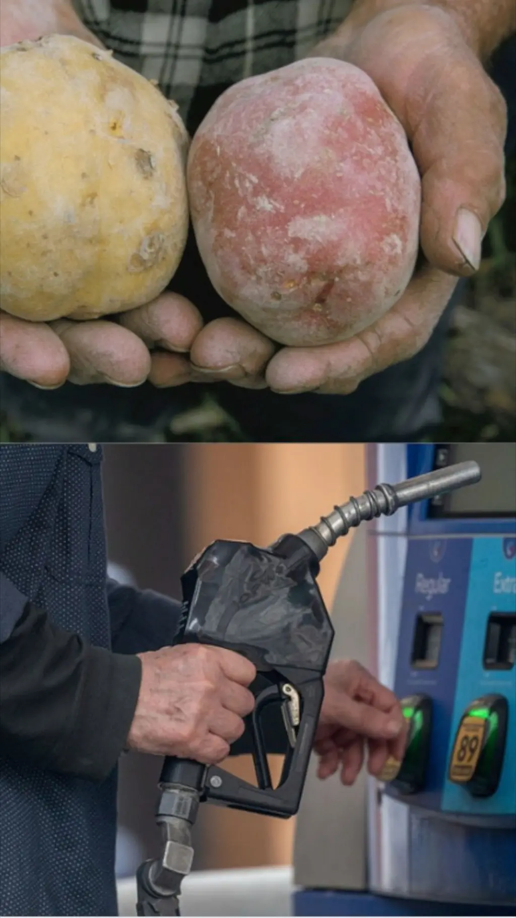 تیل و کچالو