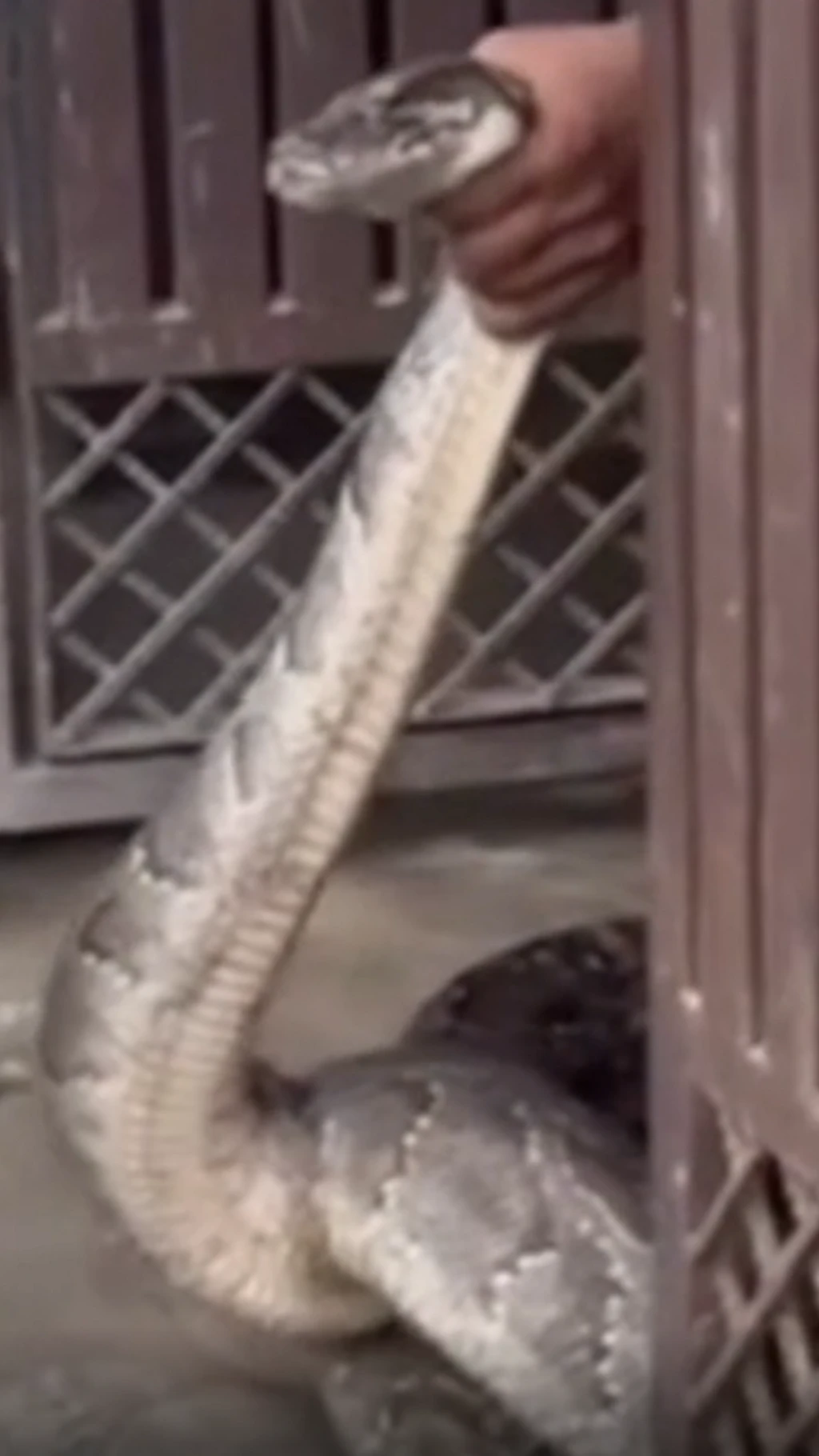 અજગર