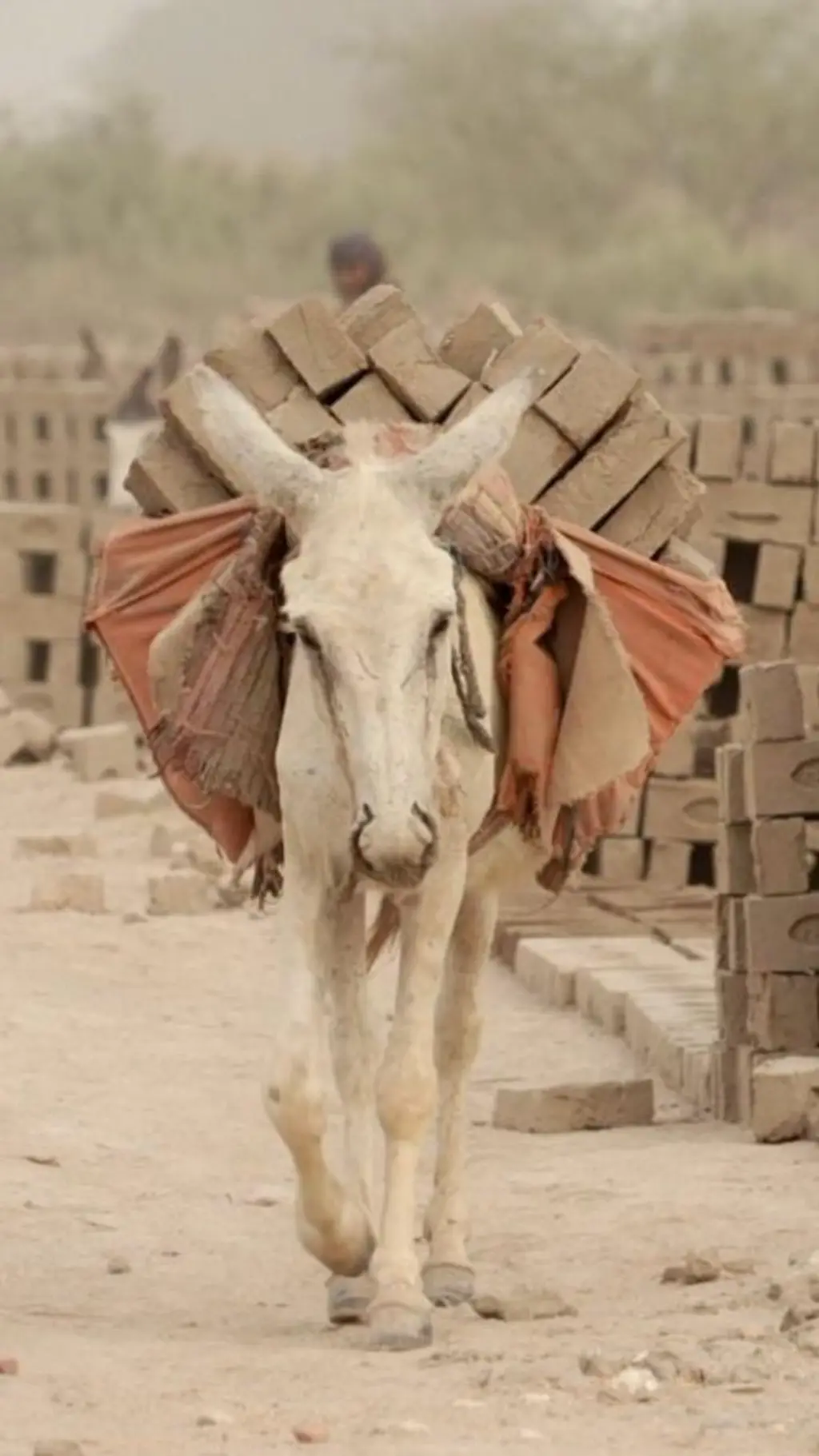 Donkey