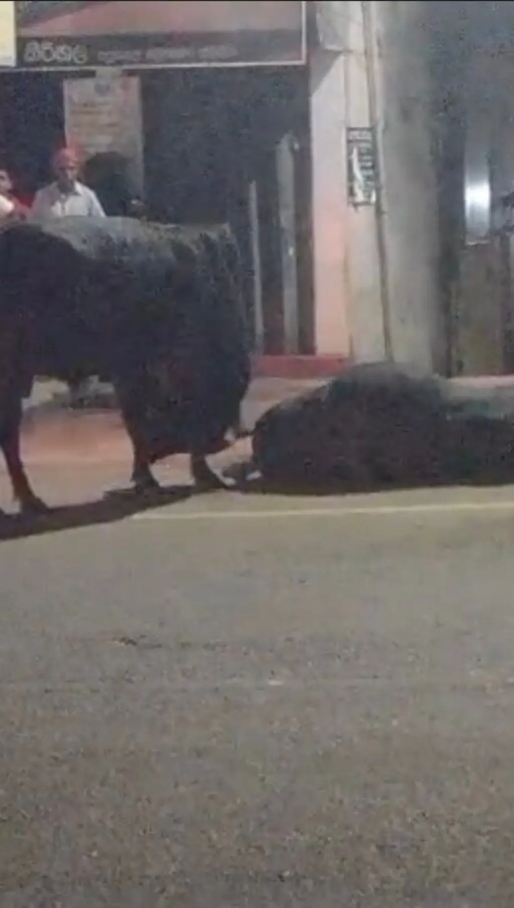 තාර පාරක අයිනේ කළු පාට ගවයෙක් බිම වැටි සිටින අතර තවත් කළු පාට ගවයෙකු හා මිනිසුන් දෙදෙනෙකු ඒ අසල සිටී.