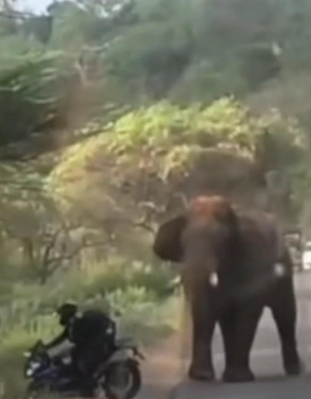 elephant-biker