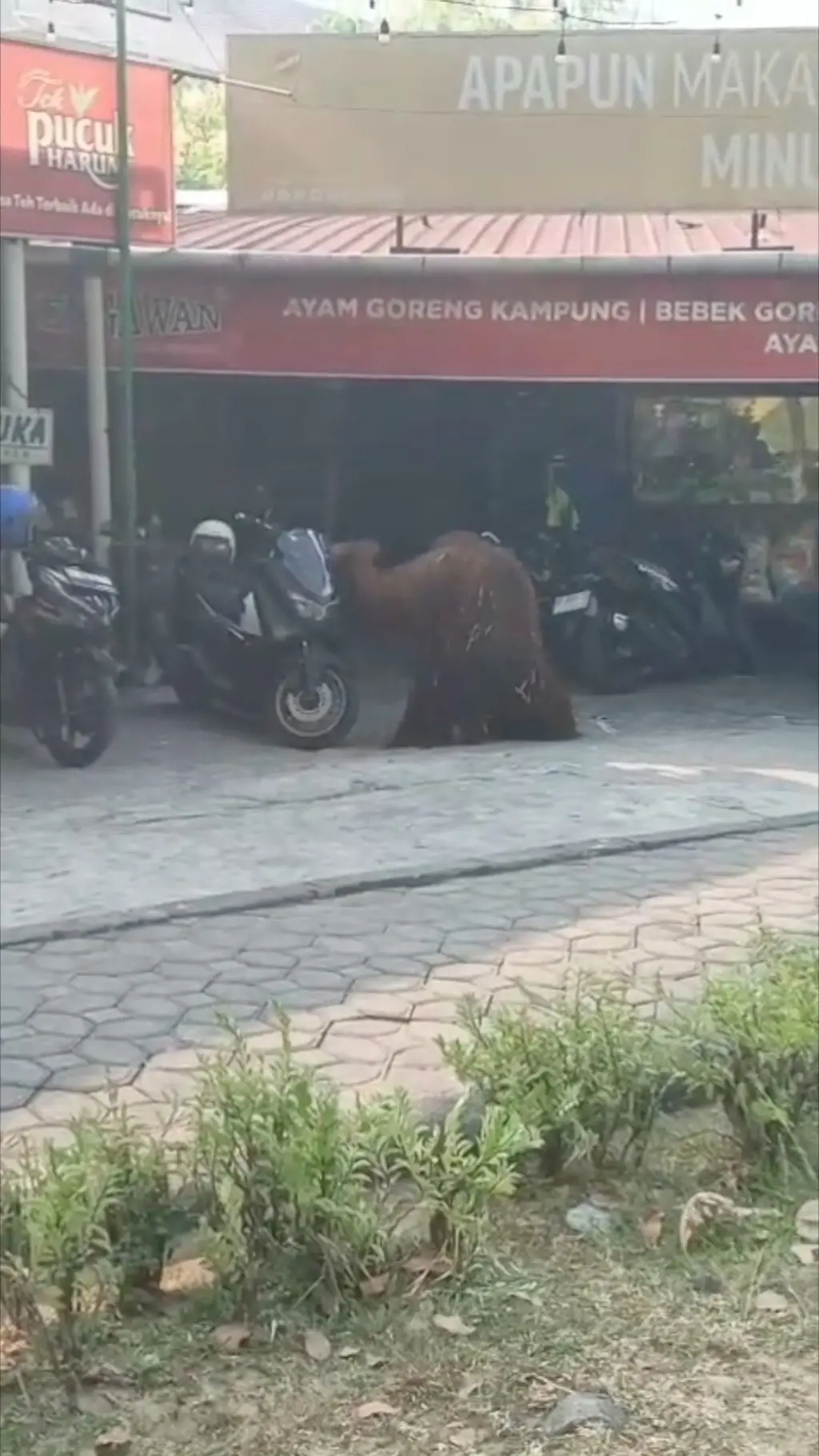 Orang utan di Solo lepas dari kandang dan keluyuran di jalan