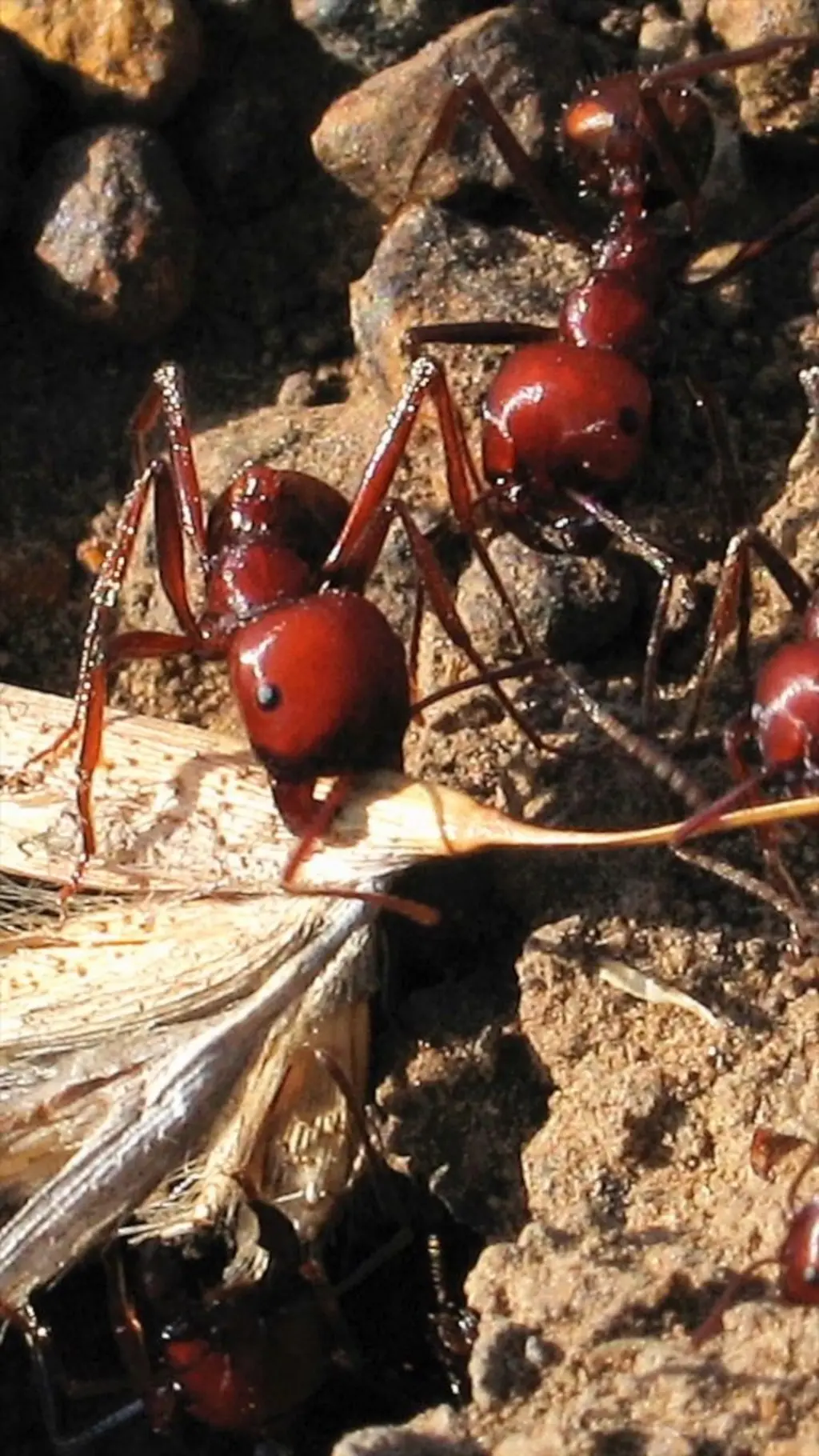Queen ants