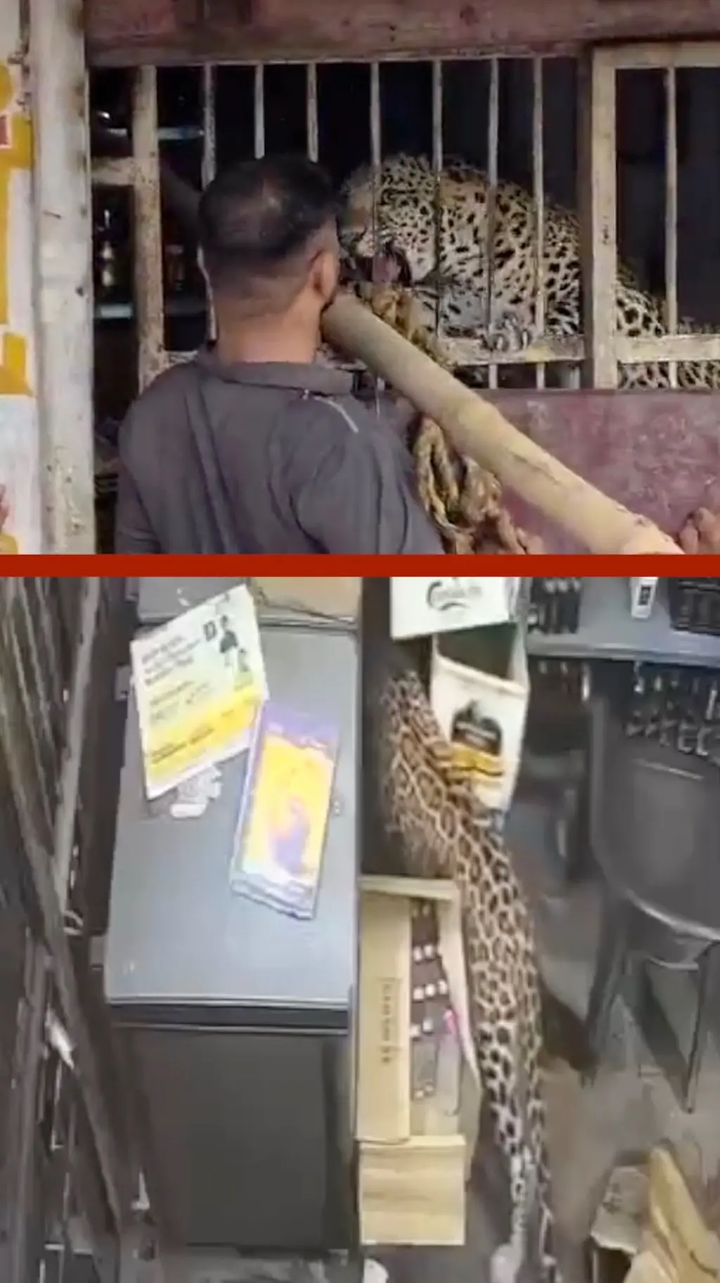 මත්පැන් සැලක සේවකයෙකු දිවියෙකුගේ ප්‍රහාරයෙන් නූලෙන් බේරෙයි