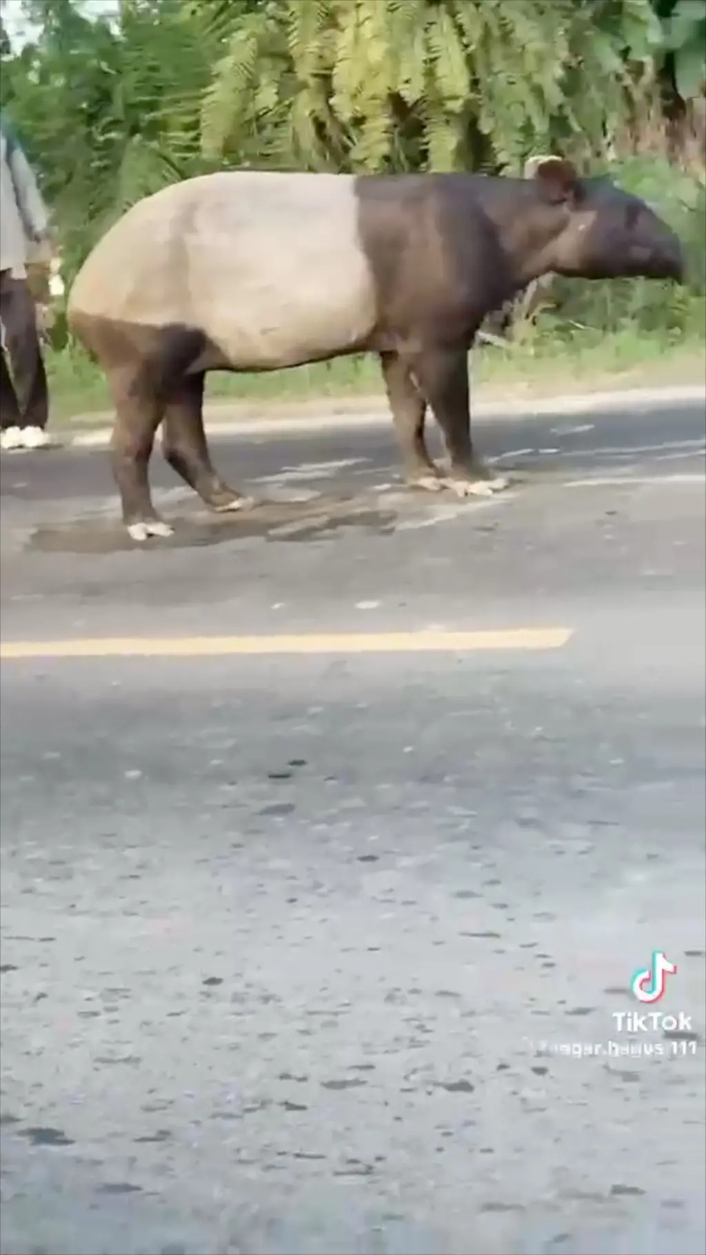 Tapir disembelih warga, polisi tangkap empat pelaku