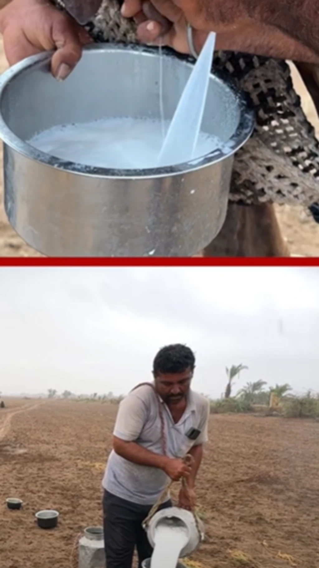 કચ્છ : ઊંટડીનું દૂધ કેમ ચાખીને લેવામાં આવે છે?