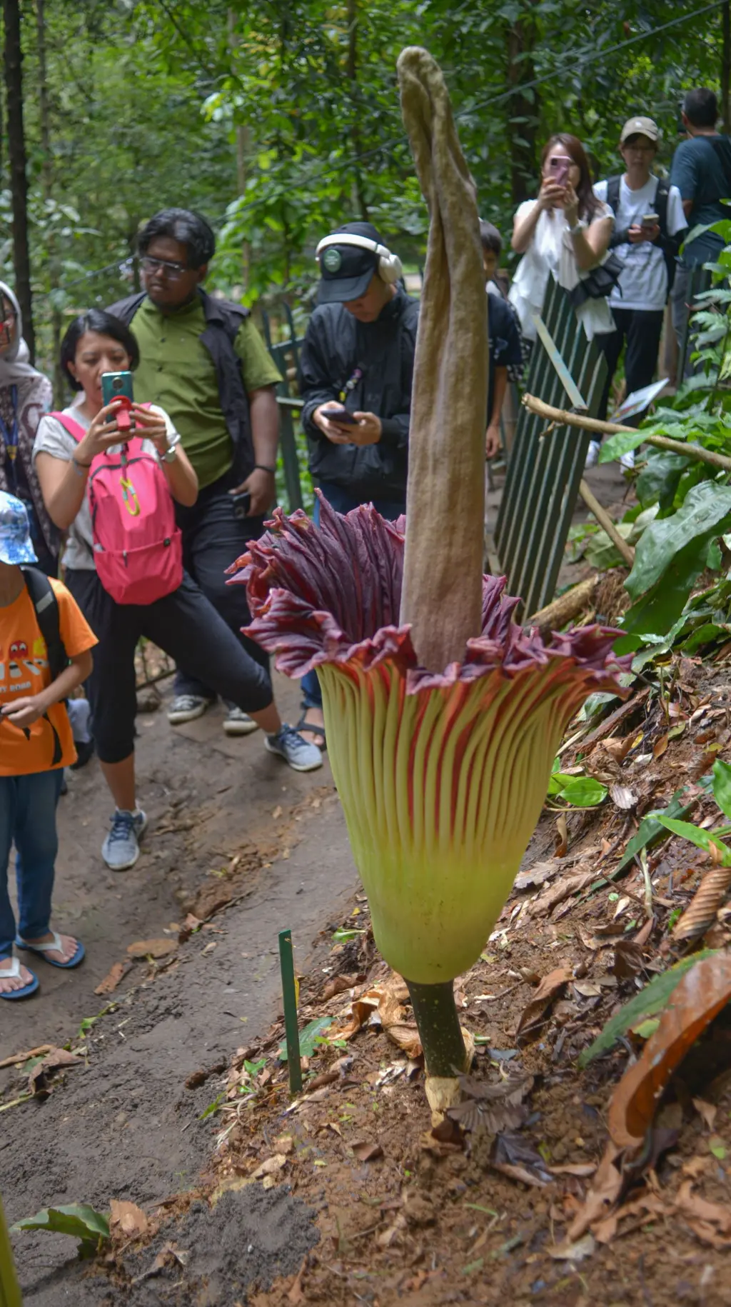 Bunga bangkai raksasa (Amorphophallus titanum) mekar di Kebun Raya Bogor