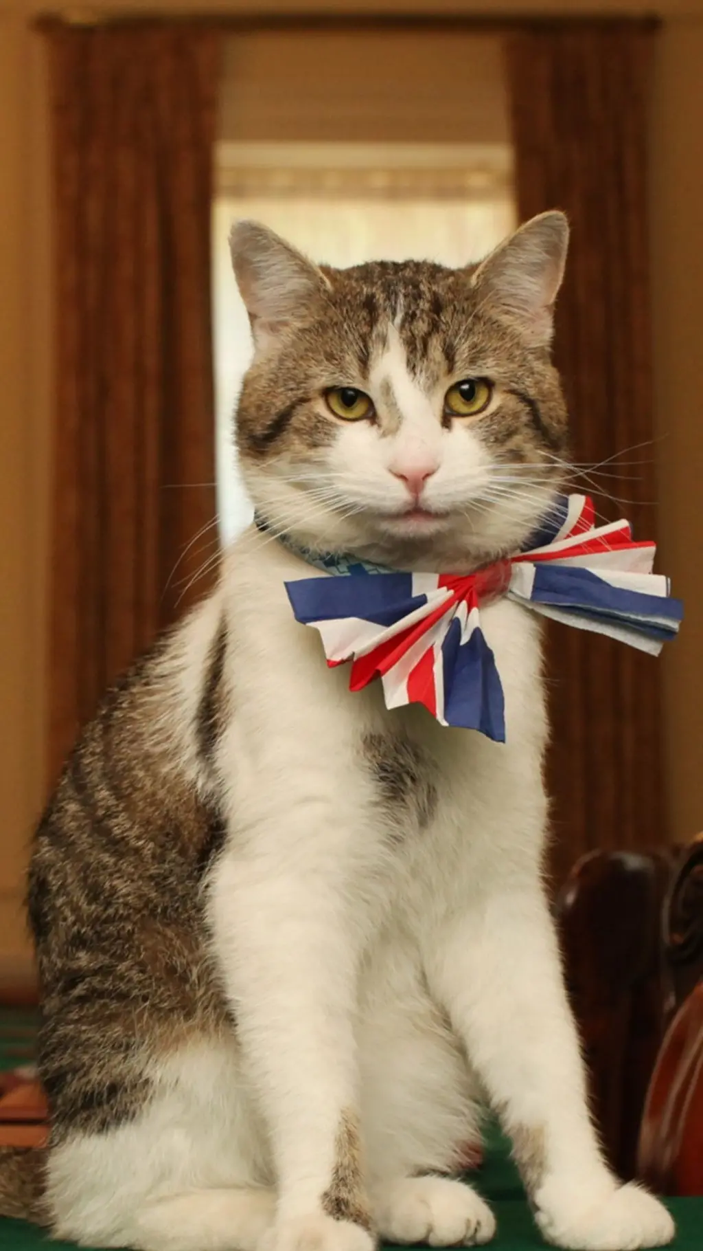 كبير صائدي الفئران في الحكومة البريطانية يكمل 15 عاماً في الخدمة