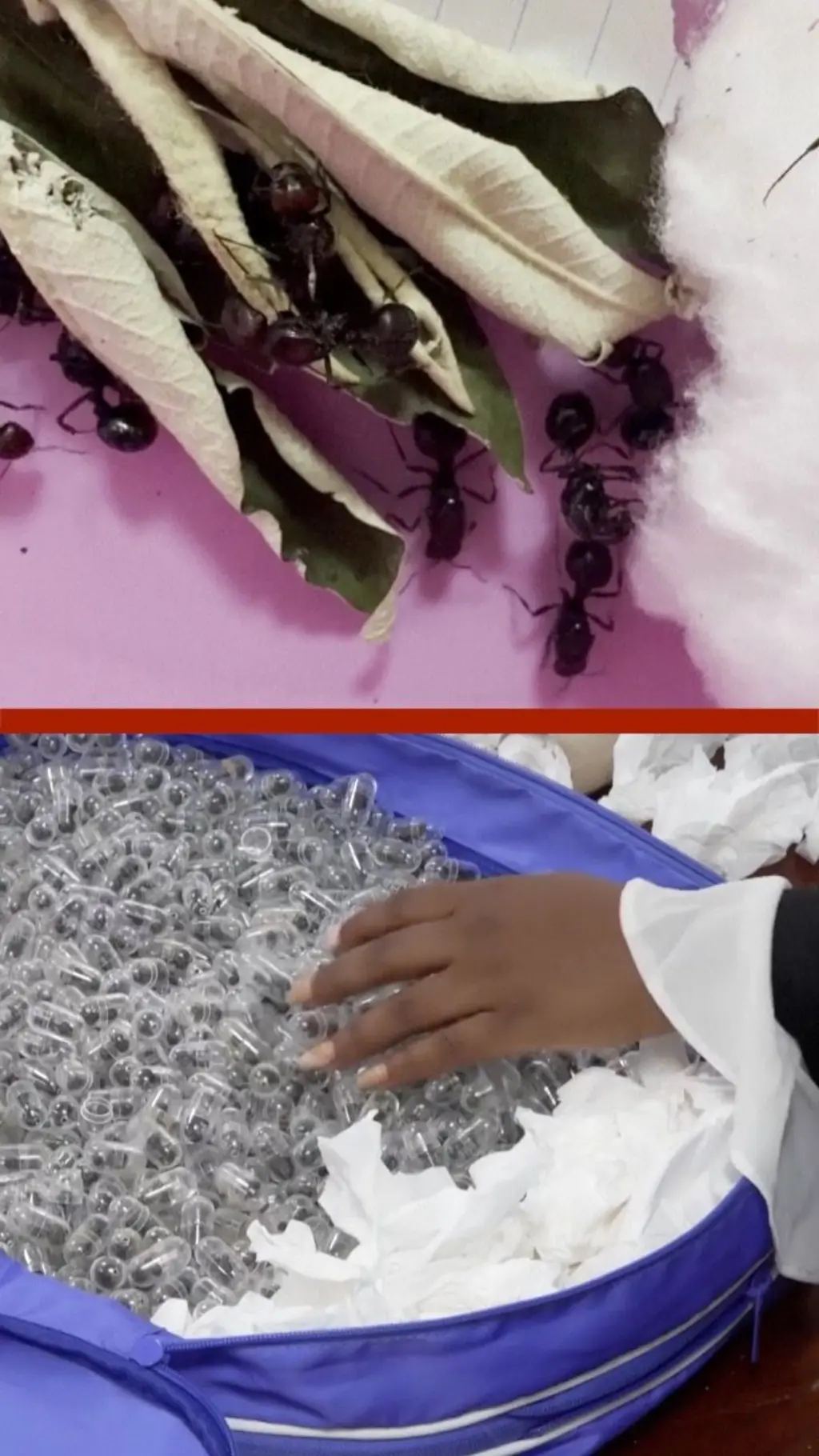 කොල අත්තක් අතර සහ කුඩා ඩප්පිවල සිටින කුහුඹුවන් පෙනේ.