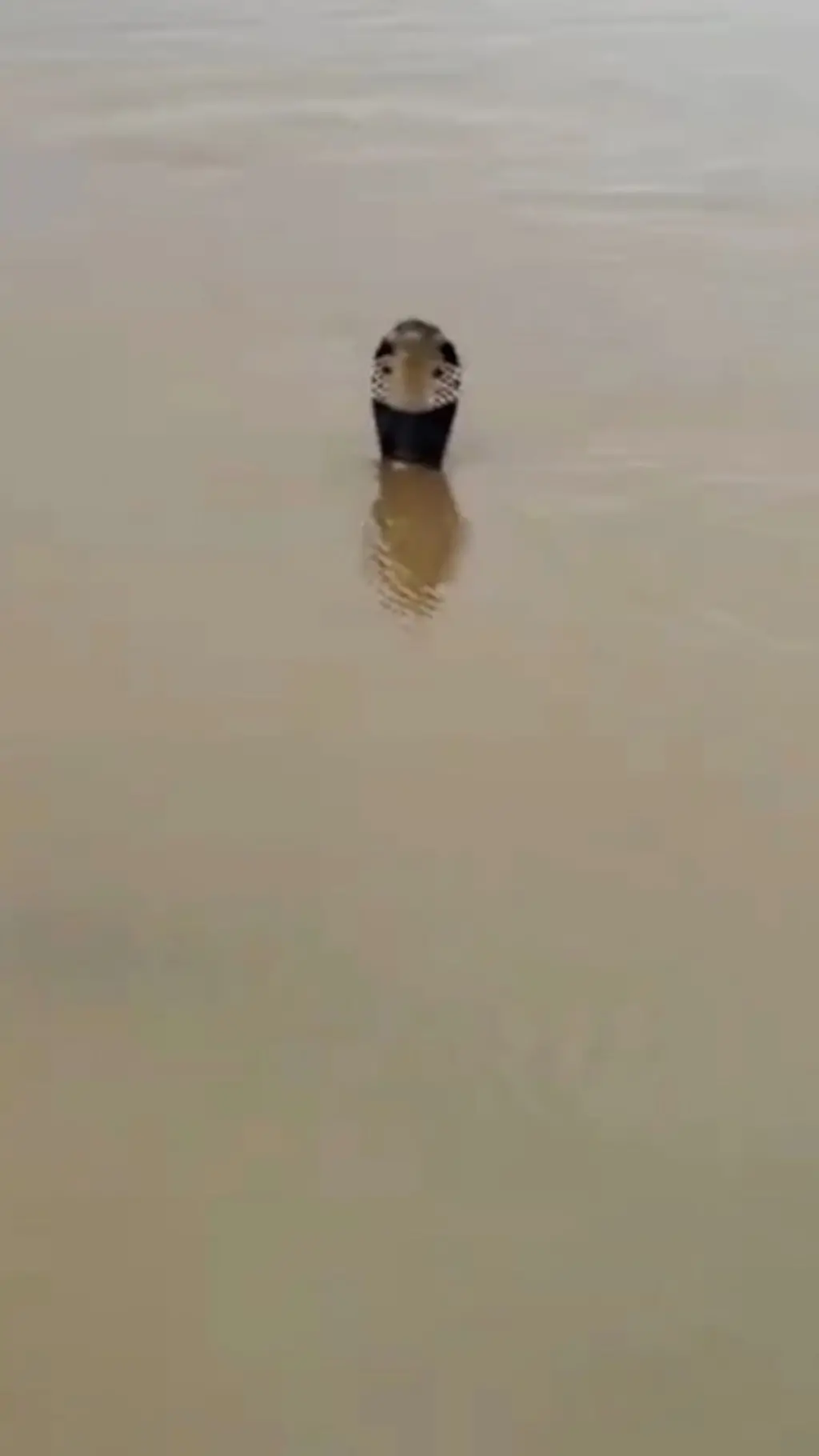 Голова змеи, торчащая из воды