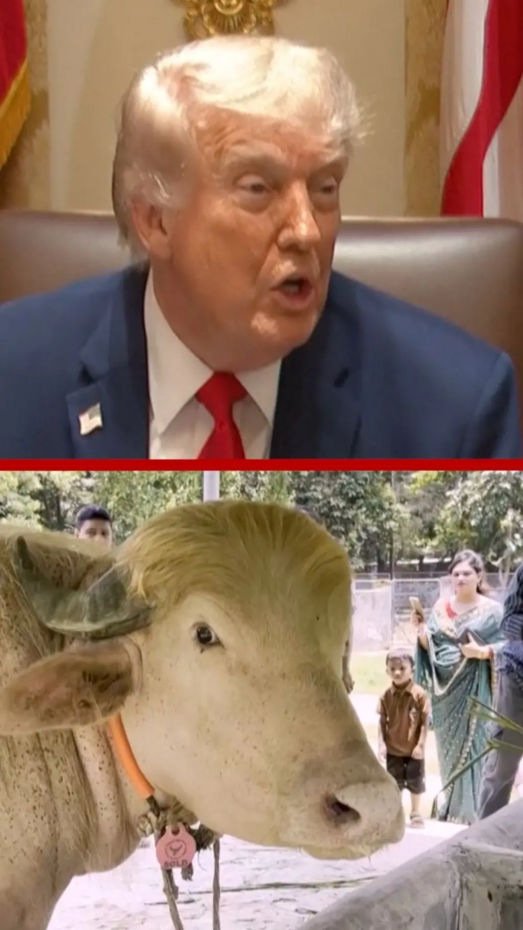 Бык и Трамп