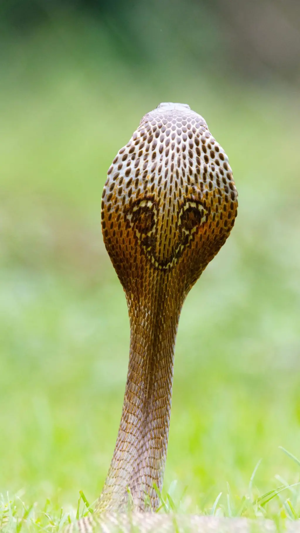સાપ