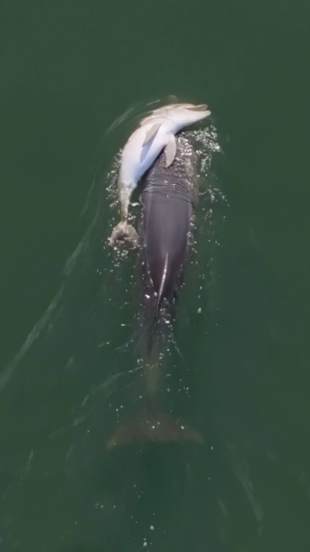 delfini