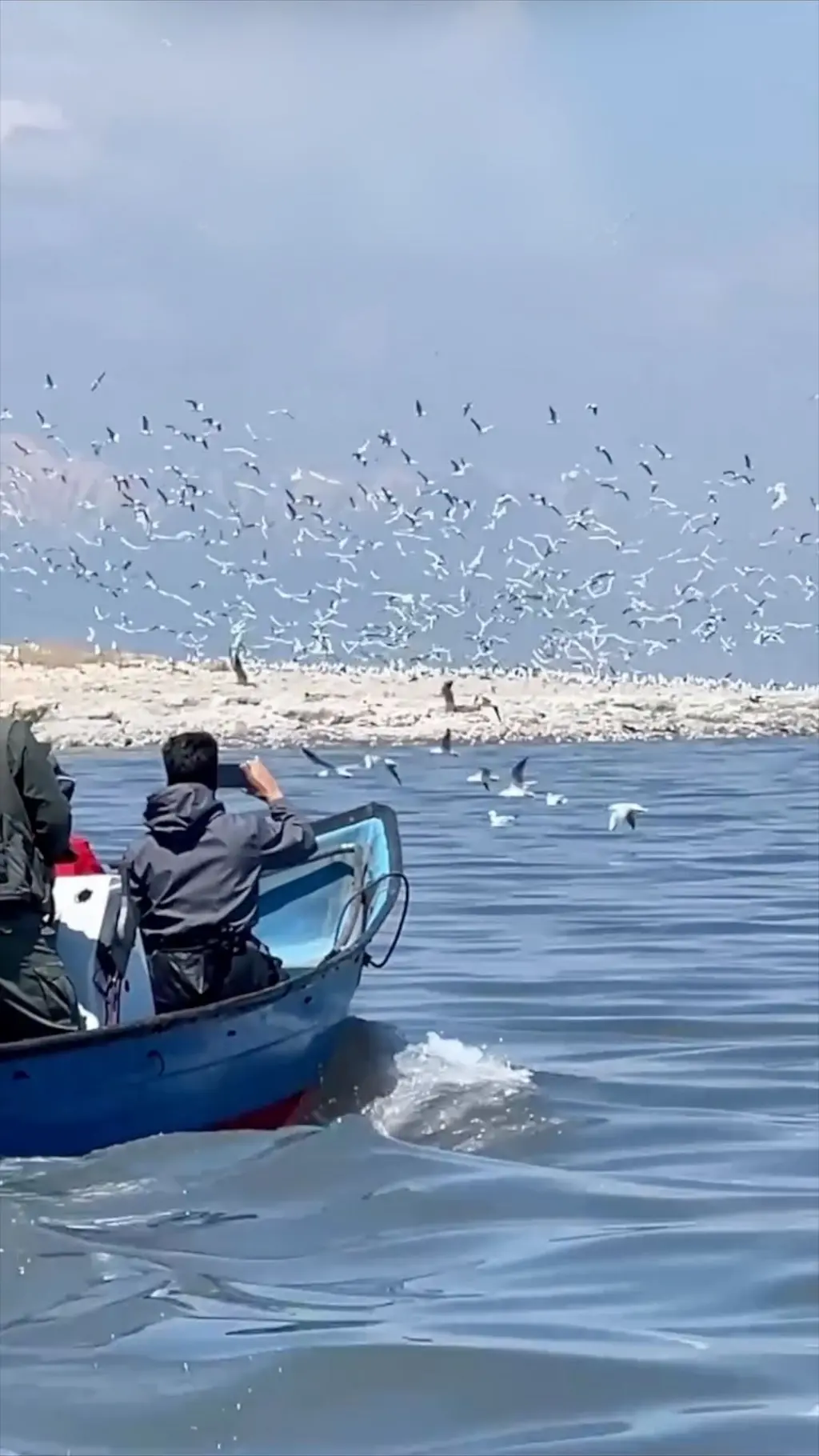 بازگشت پرندگان به دریاچه ارومیه