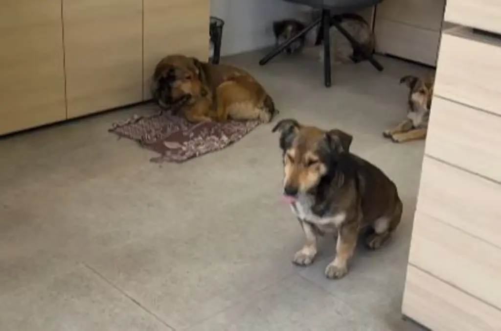 Cães deitados no chão de uma sala