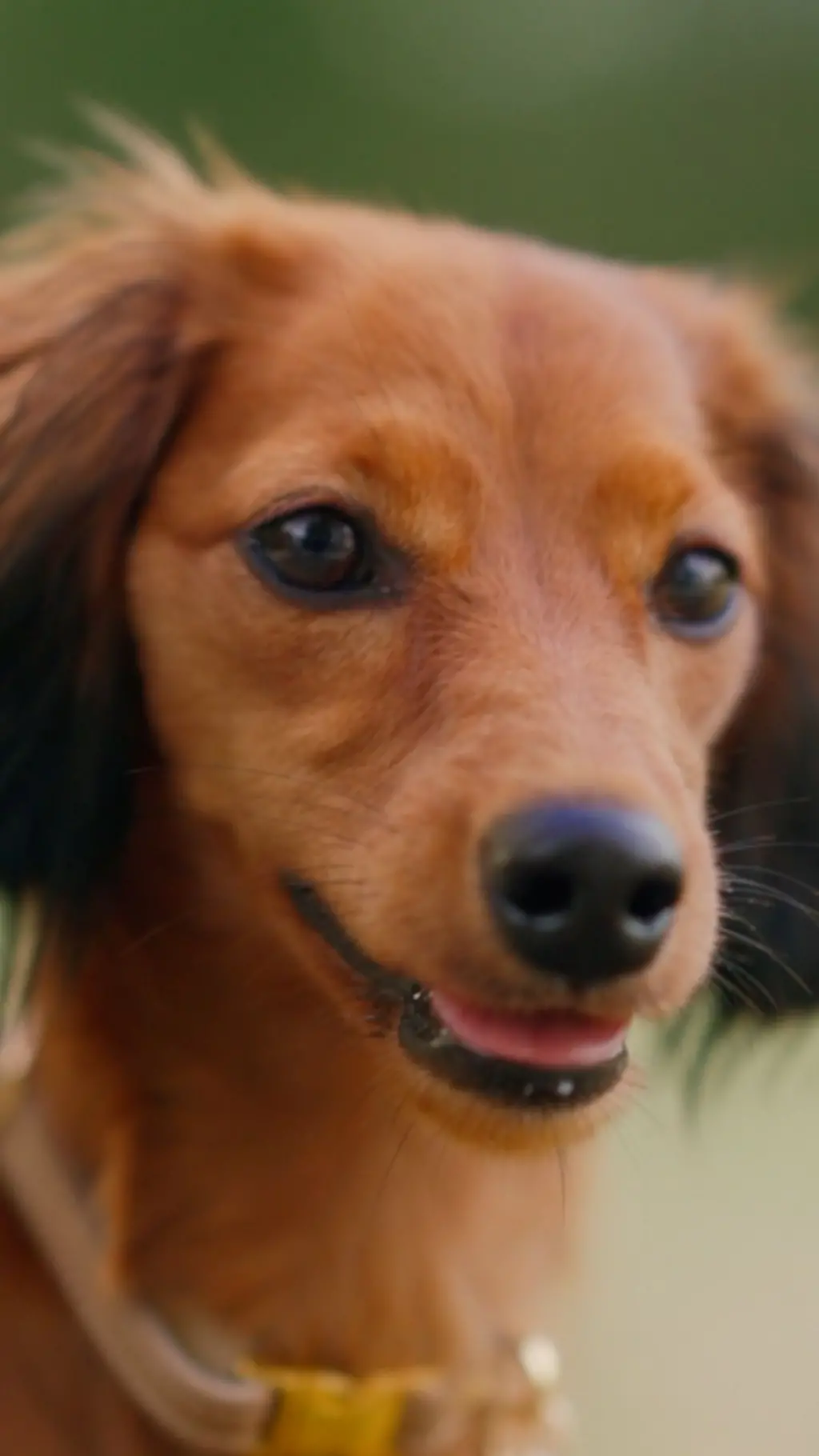 කට ඇරගෙන සිටින දුඹුරු පැහැති බල්ලෙකු සිටී.