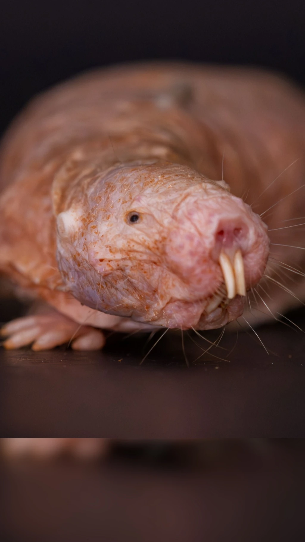 Rata topo desnuda