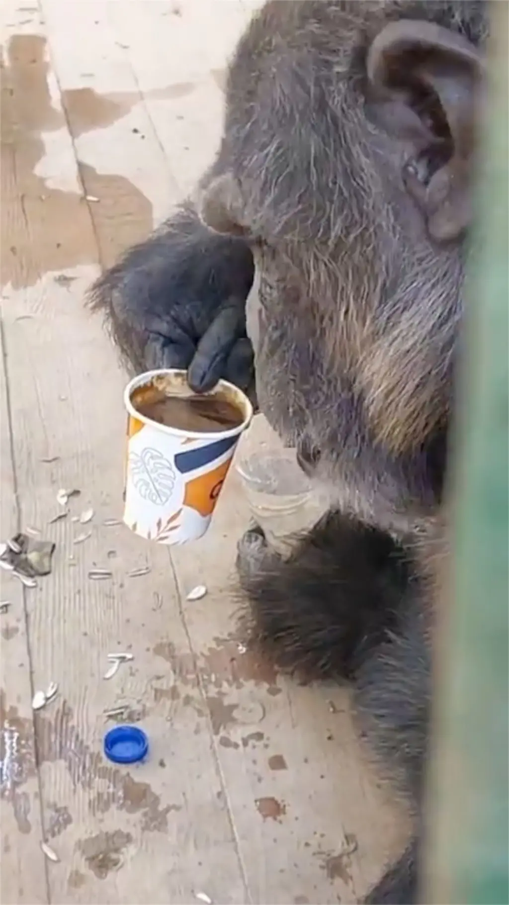 ترندينغ: القرد كوكو "كيّيف قهوة" في مصر