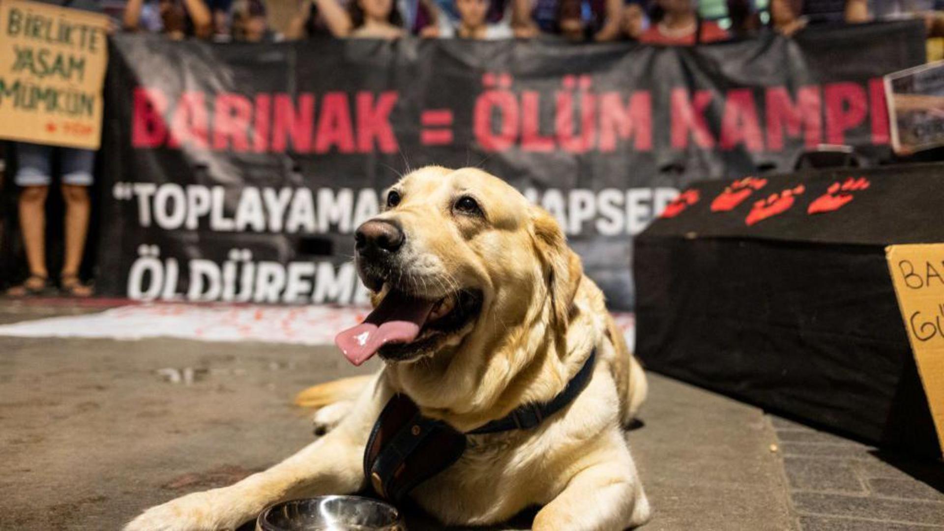 Turkey's Stray Animal Law, in Effect Since August 2024, Mandates Shelter Collection and Allows Euthanasia in Certain Cases