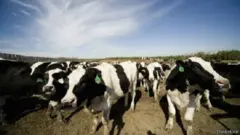 يقول علماء البيئة إن تقليل استهلاك اللحوم الحمراء يساعد على خفض انبعاث غاز ثاني أكسيد الكربون بشكل كبير