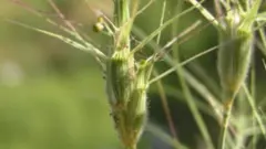 காட்டு உணவுத் தாவரங்கள் அருகிவருகின்றன