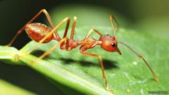 يعتقد راتنييكس أن نظرية ويلسون وهويلدوبلر قد تكون نظرية دقيقة يوما ما