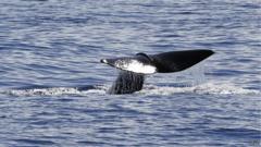 La Commission baleinière internationale a refusé la création d’un sanctuaire de baleines dans l’Antarctique sud.