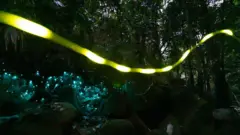Imagem noturna de criaturas bioluminescentes na Austrália, em forma de fita amarela com luzes verdes e brancas