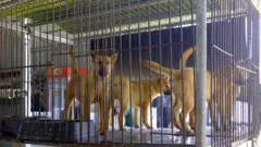Cães em uma jaula