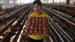 telur ayam