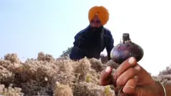నల్ల ఉల్లి
