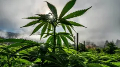 Pé de maconha