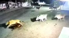 సింహాన్ని తరిమేసిన ఆవులు