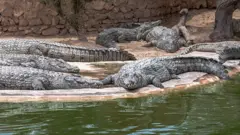 አዞዎች