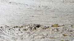 Морская слизь