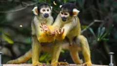 লন্ডনের চিড়িয়াখানায় দুটি স্কুইরেল মাঙ্কির ওজন মাপা হচ্ছে। মধ্য ও দক্ষিণ আমেরিকার গহীন অরণ্যে এসব বানরের বাস। লন্ডন চিড়িয়াখানায় প্রতি বছর বন্য প্রাণীর শারিরীক অবস্থা পরীক্ষা করে দেখা হয়।