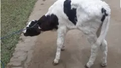 গরুর গায়ে গোটা গোটা দেখা যায়।