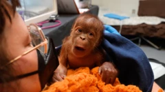 ओराङ्गुटानको बच्चा