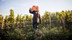 ਸੰਕੇਤਕ ਤਸਵੀਰ