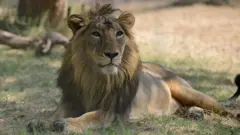 સિંહ, ગીર, પ્રાણી, જંગલ, માનવી, ગુજરાત, બીબીસી ગુજરાતી 