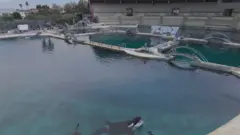 Orca em um tanque, em um estádio vazio