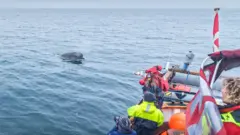 Uma baleia saindo da água enquanto é observada por uma equipe de cientistas em um pequeno barco