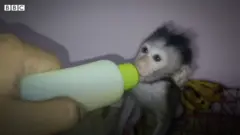 දුක්ඛිත වඳුරු හිංසන ගෝලීය ජාලය ගැන බීබීසී කළ හෙළිදරව්ව